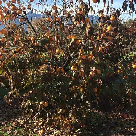 Апартаменты Fienile Chiaramada Беллуно